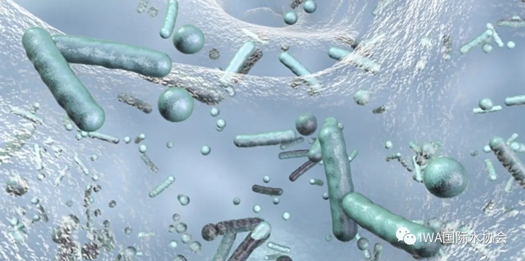 循环水中微生物a